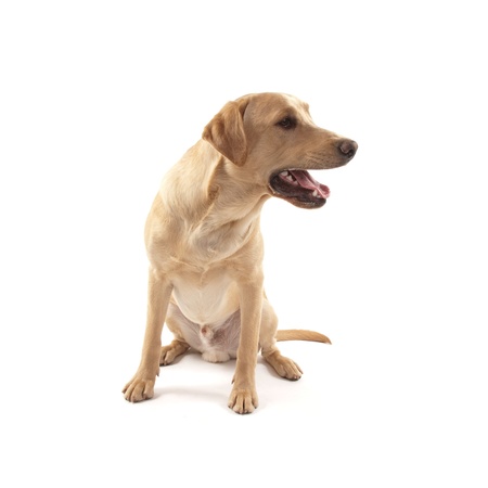 Labrador dog isolated on whiteの写真素材