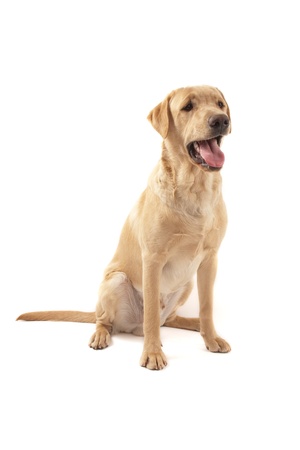 Labrador dog isolated on whiteの写真素材