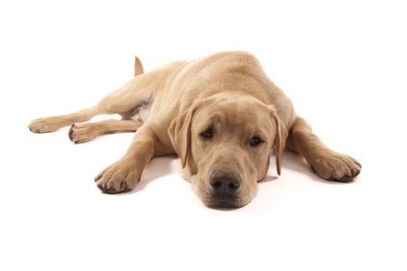 Labrador dog isolated on whiteの写真素材