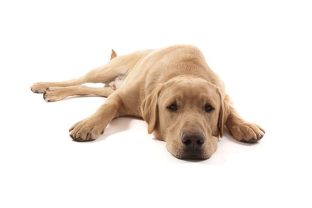 Labrador dog isolated on whiteの写真素材