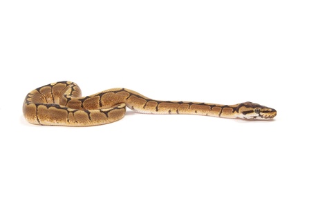 Ball python isolated on white
