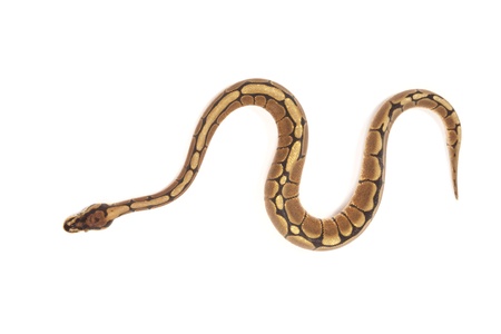 Ball python isolated on white
の写真素材