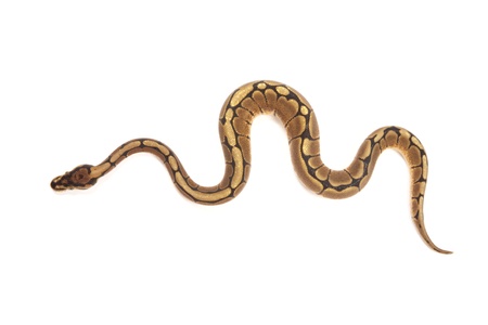 Ball python isolated on white
の写真素材