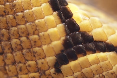 Ball Python Snakeskin detail (macro)