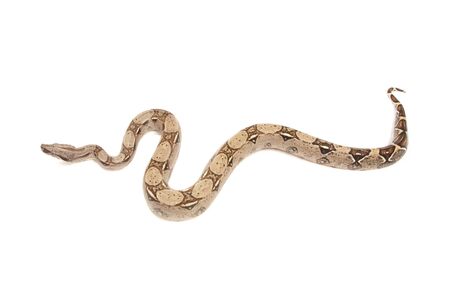 Boa snake isolated on white