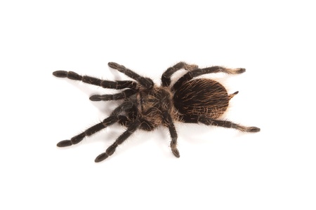Tarantula isolated on a white background