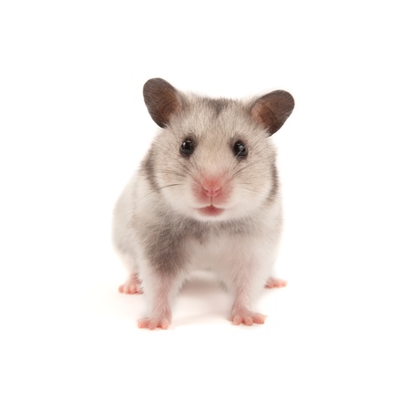 Adorable hamster isolated on whiteの写真素材