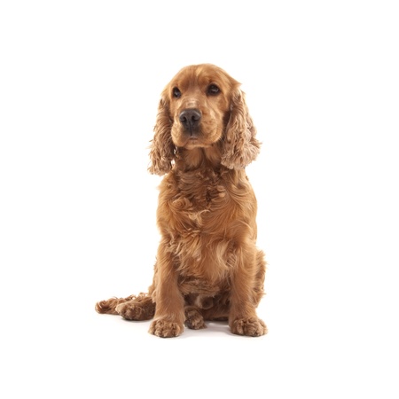 Adorable Cocker Spaniel isolated on whiteの写真素材