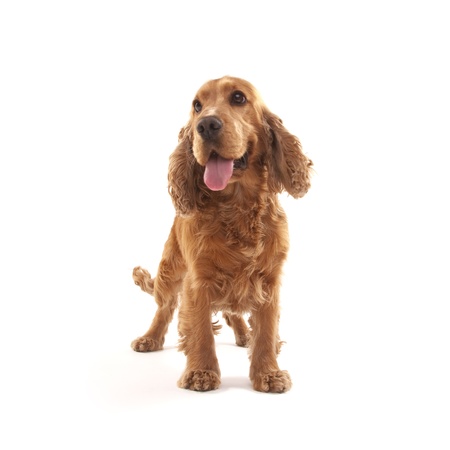 Adorable Cocker Spaniel isolated on whiteの写真素材