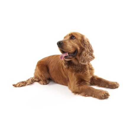 Adorable Cocker Spaniel isolated on whiteの写真素材