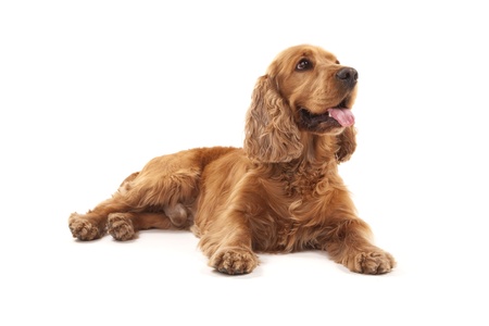 Adorable Cocker Spaniel isolated on whiteの写真素材