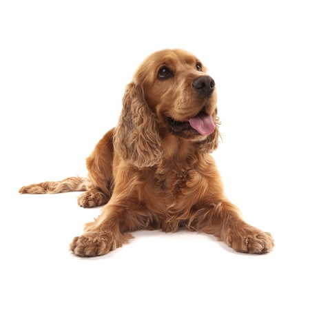 Adorable Cocker Spaniel isolated on whiteの写真素材
