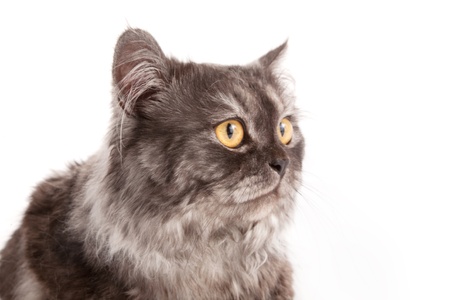 Smoke persian cat isolated on white
の写真素材