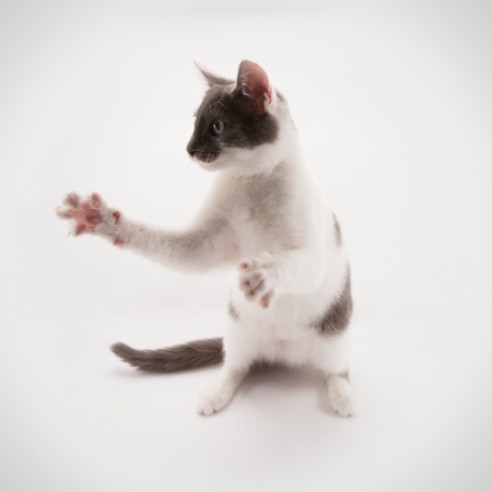 Cute cat on a white backgroundの写真素材