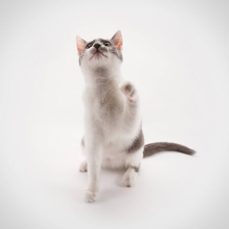 Cute cat on a white backgroundの写真素材