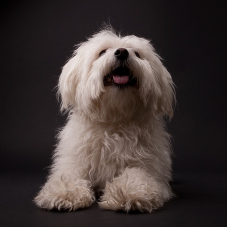 Adorable Maltese on a black background
の写真素材
