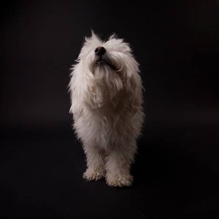 Adorable Maltese on a black background
の写真素材