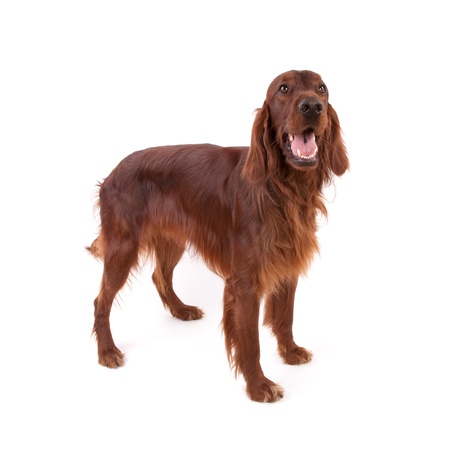Irish Setter isolated on whiteの写真素材
