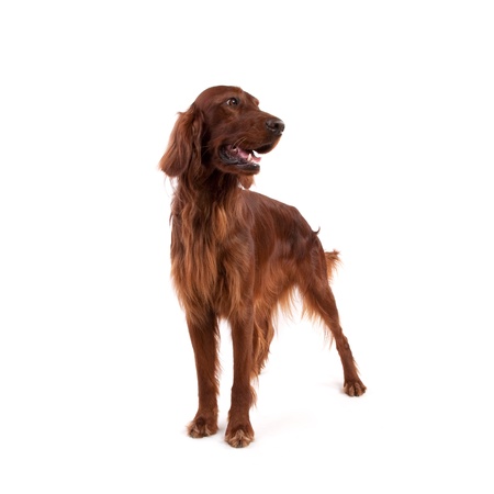 Irish Setter isolated on whiteの写真素材