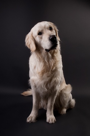 Golden Retriever on a black backgroundの写真素材