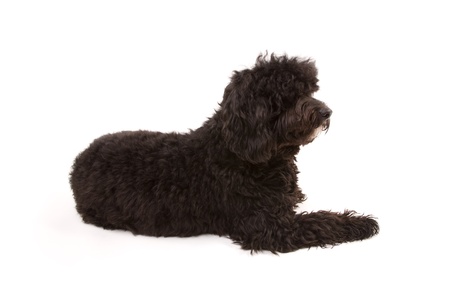 Black dog isolated on whiteの写真素材