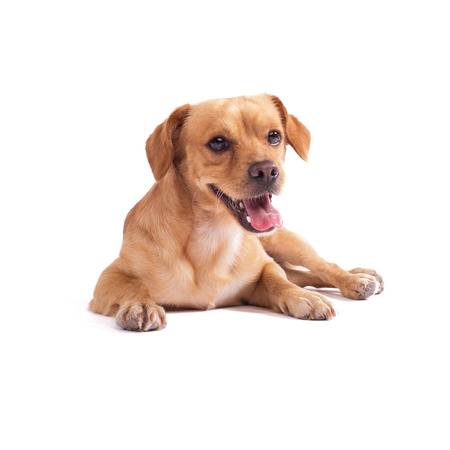 adorable dog isolated on whiteの写真素材