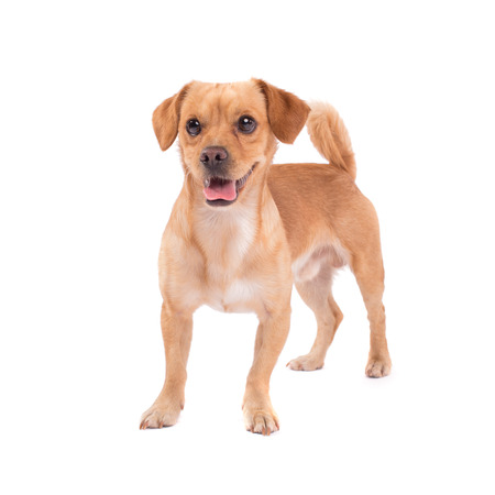 adorable dog isolated on whiteの写真素材