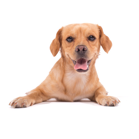 adorable dog isolated on whiteの写真素材