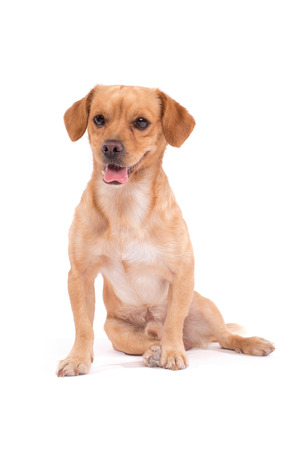 adorable dog isolated on whiteの写真素材