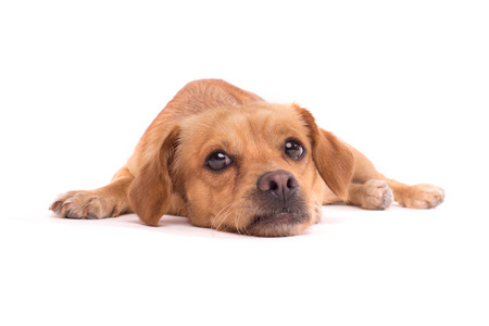 adorable dog isolated on whiteの写真素材