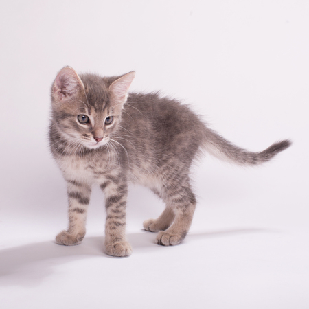 Adorable kitten on a white backgroundの写真素材