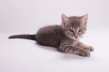 Adorable kitten on a white backgroundの写真素材