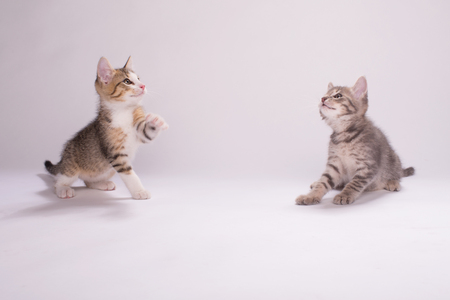 Adorable kittens playing on a white backgroundの写真素材