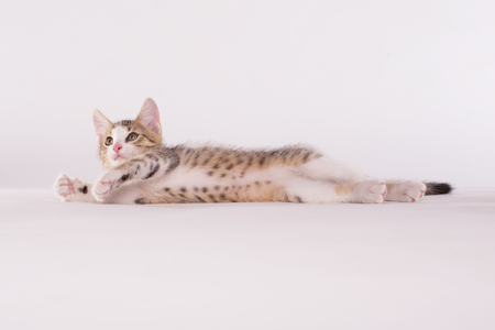 Adorable kitten on a white backgroundの写真素材