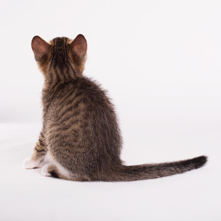 Adorable kitten on a white backgroundの写真素材