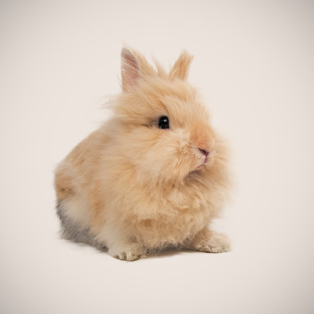 Adorable bunny on beige backgroundの写真素材