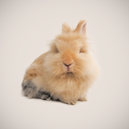 Adorable bunny on beige backgroundの写真素材