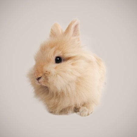 Adorable bunny on beige backgroundの写真素材