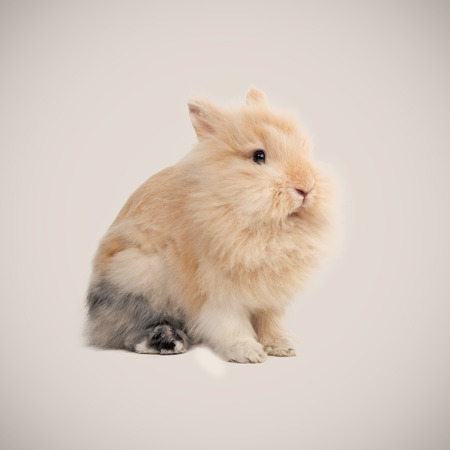 Adorable bunny on beige backgroundの写真素材