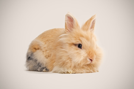 Adorable bunny on beige backgroundの写真素材