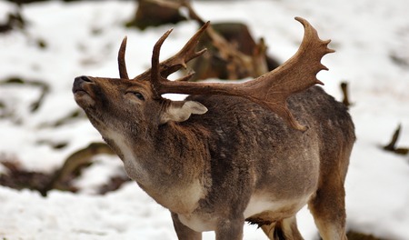 Deer scratching with his antlersの写真素材