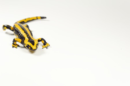 Salamander isolated on whiteの写真素材