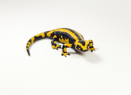 Salamander looks in a camera isolated on whiteの写真素材