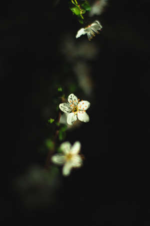 Spring flowers, blossom, natureの写真素材