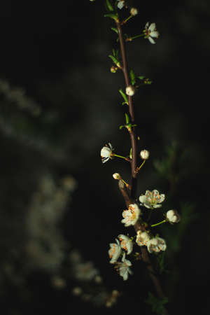 Spring flowers, blossom, natureの写真素材