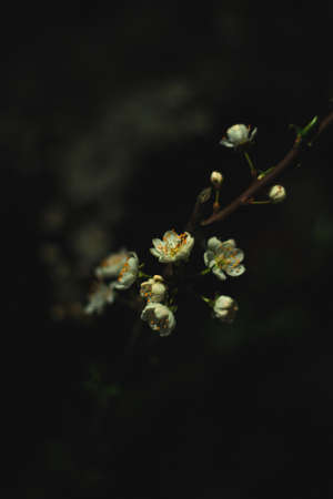 Spring flowers, blossom, nature