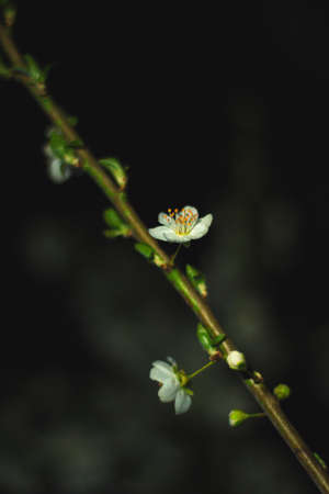 Spring flowers, blossom, natureの写真素材