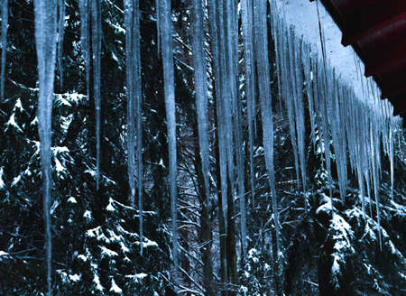 Big icicle winter snow forest whiteの写真素材