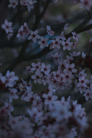 Spring flowers, blossom, natureの写真素材