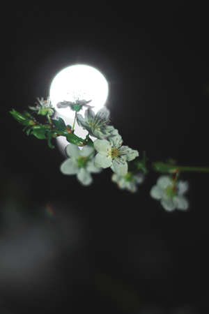 Spring flowers, blossom, natureの写真素材